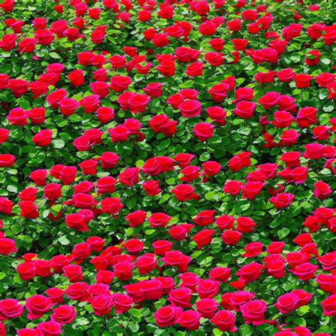 Tips for Growing Beautiful Roses in Containers - Gardening Guidance