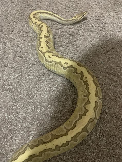 Ball Python Weight Gain 的图像结果