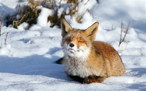 Cute Winter Animal Wallpaper (48+ images)