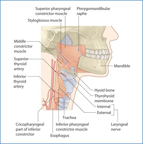 Pharynx And Larynx Diagram