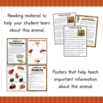 Image result for Ladybug Science