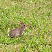 Image result for Wild Baby Rabbits Abandoned