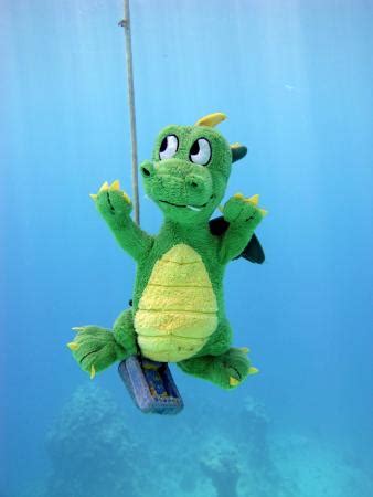 Dinos Diving Hurghada - All You Need to Know BEFORE You Go