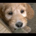 Image result for Cockapoo Crates