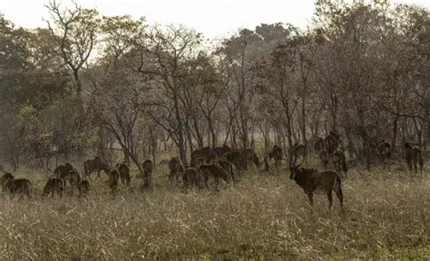 Miombo forest