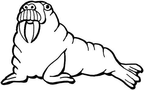 Walrus Clipart Black And White