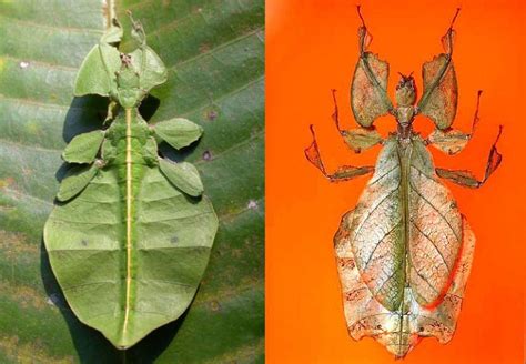 Image result for Alien Bug Queen Hive