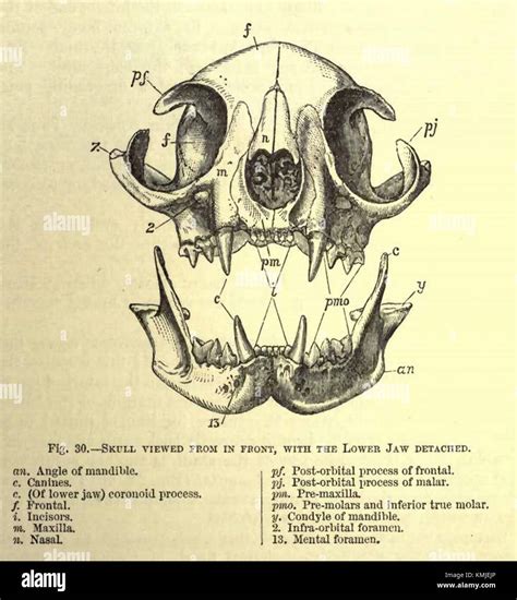Domestic Cat Skull Drawing