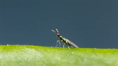 Miglyphus | Leaf Miner Control | Parasitic Wasps (Diglyphus isaea)