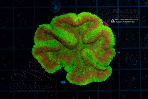 Symphyllia Multicolor (Filter)-LPS2_250906_160