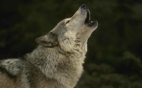 Wolves Howling 的图像结果