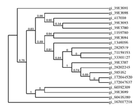 Image result for Sample Cladogram