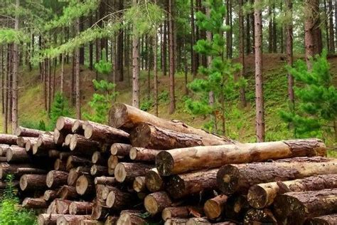 2017年对中国木材行业来说是不平凡的一年_行业资讯_木头云