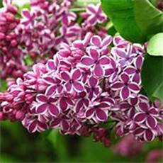 fiori lilla nomi fiori lill 224 fiori di piante caratteristiche dei fiori fiori lilla nomi fiori lill 224 fiori di piante caratteristiche dei fiori