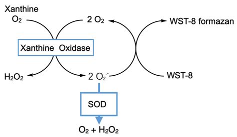 基于碳基催化剂活化过二硫酸盐降解有机污染物的研究进展