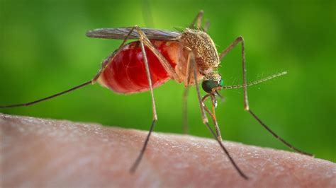 What to Know About the Oropouche Virus, Also Known as Sloth Fever ...