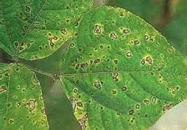 DISEASE MANAGEMENT IN GREEN GRAM – Khethari