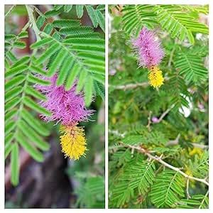 Beautiful Shami Flower Banni Tree Vanni Maram Prosopis Cineraria Acacia ...