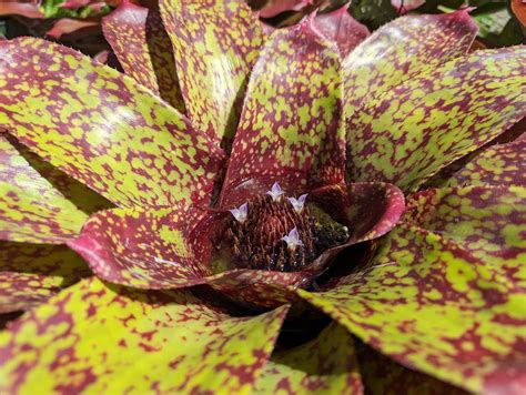 Neoregelia 'Emerald City' – Tradewinds Tropicals, Inc.