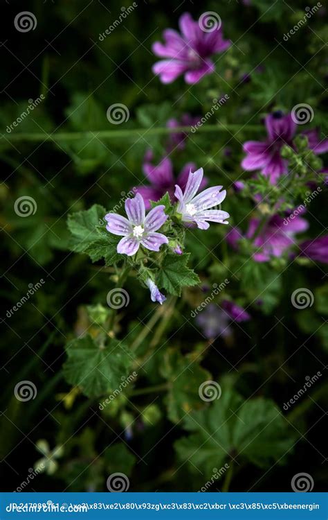 Malva Sylvestris Flowers. Common Mallow Malva Sylvestris Flowers. Wild Mallow Malva Sylvestris ...