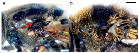 The Extraordinary Diversity of Merodon avidus Complex (Diptera ...
