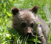 Image result for Pictures of Wild Baby Rabbits