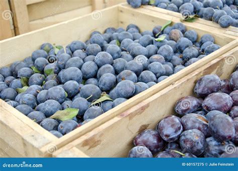 Damson Plums stock image. Image of fruit, fresh, snack - 60157275