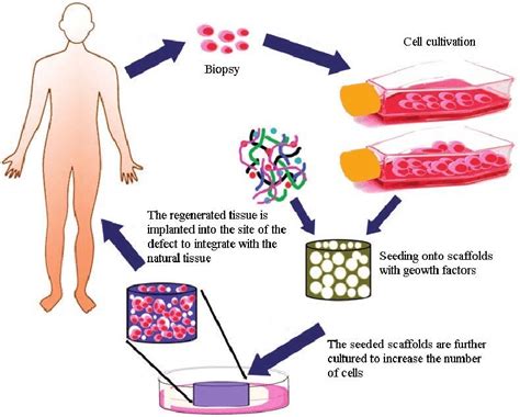What Is Tissue Engineering 的图像结果