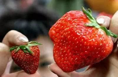 食用畸形草莓有危害？关于草莓，你有这些疑虑吗？ - 每日头条