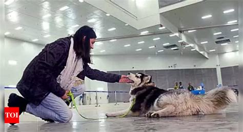 How a Husky and kitties from Ukraine got a ticket to safety - Times of ...