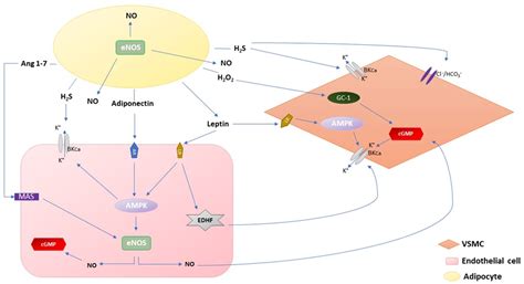 The Role of Obesity-Induced Perivascular Adipose Tissue (PVAT ...