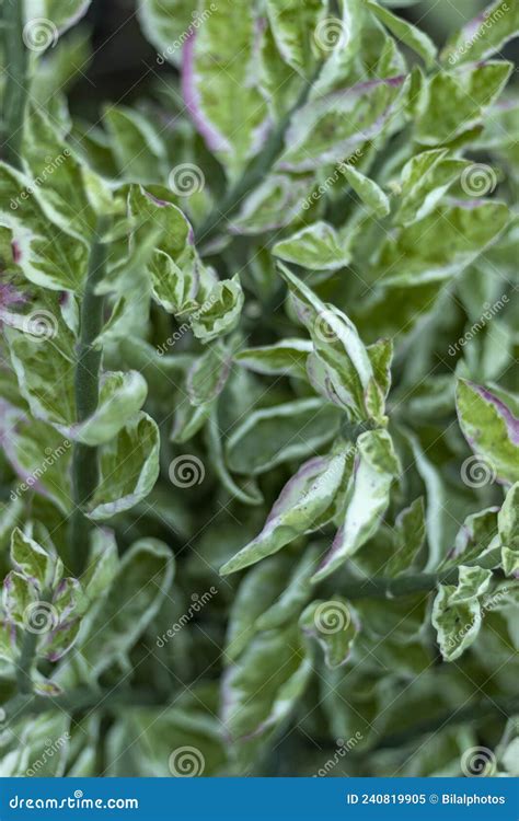 Pedilanthus Tithymaloides or Zigzag Plants Stock Image - Image of fresh ...
