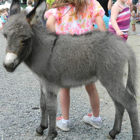 Miniature Donkey - Varysburg, NY - Hidden Valley Animal Adventure