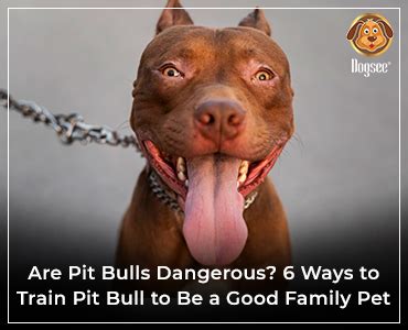6 Ways to Train Pit Bull to Be a Good Family Pet | Dogsee
