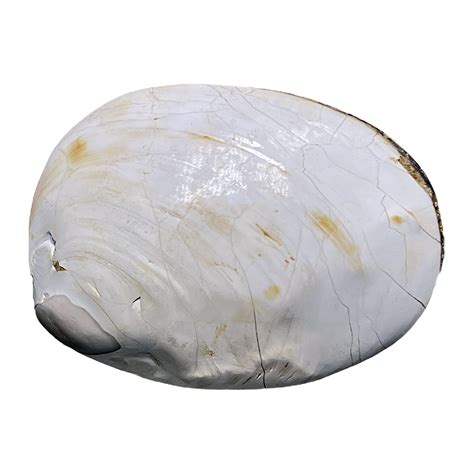 Bivalve Shell – CrystalCaveIndia
