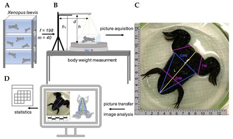 Xenopus Laevis Developmental Stages