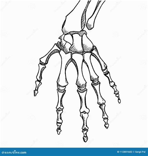 Hand Bones Drawing On Hand