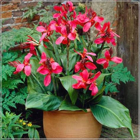 Canna Bulbs, Four-Season Plants, Canna Lily Roots，Rich Colors, Canna Lily Bulbs Giant，Perennial ...