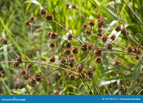Yellow Nutsedge Nutgrass Seedheads - Cyperus Esculentus Stock Photo - Image of brown, plants ...