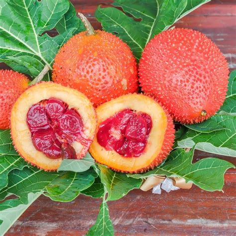 Red Gac Fruit - Fruit from Heaven - 5 Fruit Seeds – Floral Treasure
