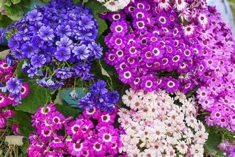Types of flowers by life cycle : mygardening's Blog