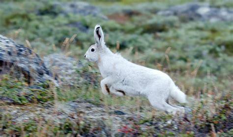 Greenland Biodiversity and Nature Conservation | BioDB