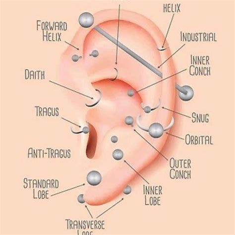 Chart Of Ear Piercings - Interactive Chart Tools