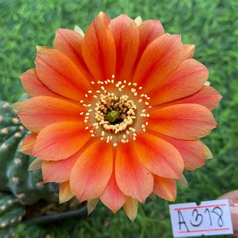 Lobivia Crownleaf – Krishna’s Dream World