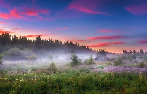 Wallpaper field, summer, fog, morning for mobile and desktop, section ...