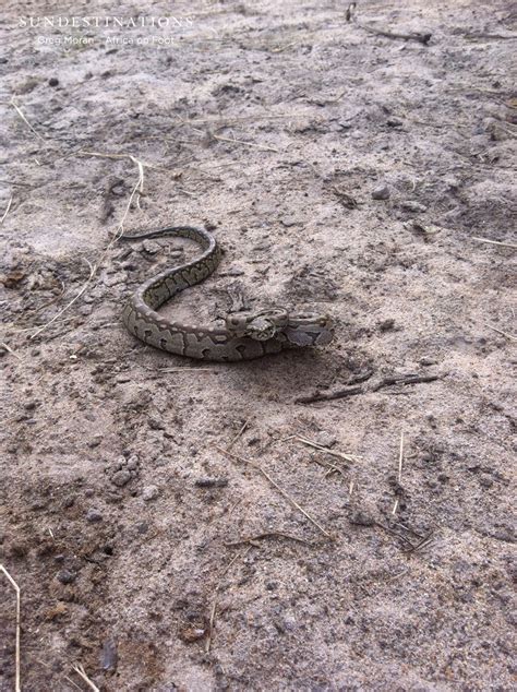 African Rock Python vs Lion 的图像结果