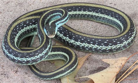 Western Ribbon Snake Western Ribbon Snake (Thamnophis Proximus