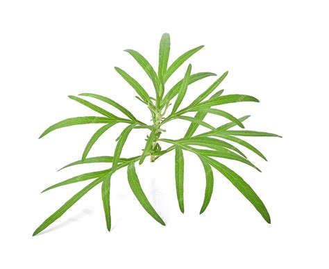 Premium Photo | Artemisia vulgaris l sweet wormwood mugwort or ...