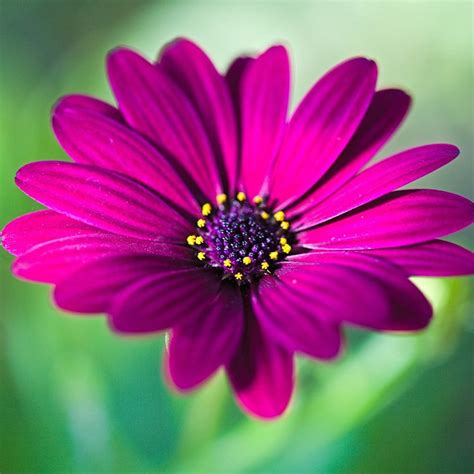 Buy African daisy (syn. Osteospermum Tresco Purple) Osteospermum ...