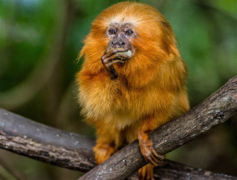 Golden Lion Tamarin Facts